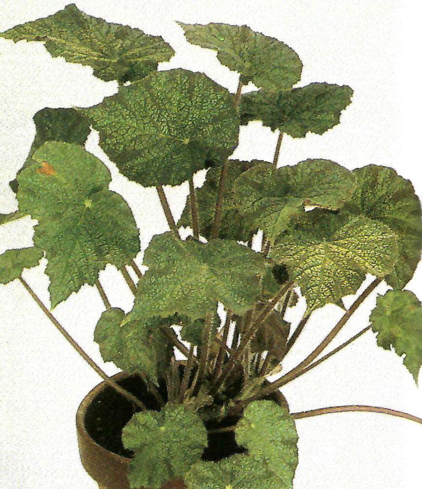 B. ‘Silbreen’